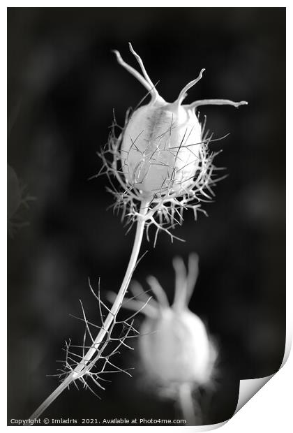 Nigella seed head study monochrome Print by Imladris 