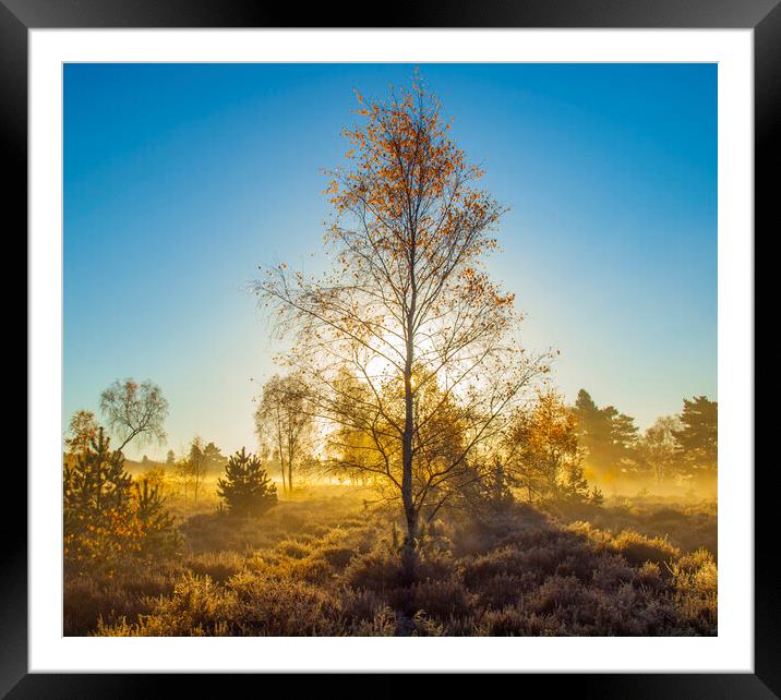 The Tree Framed Mounted Print by Clive Eariss