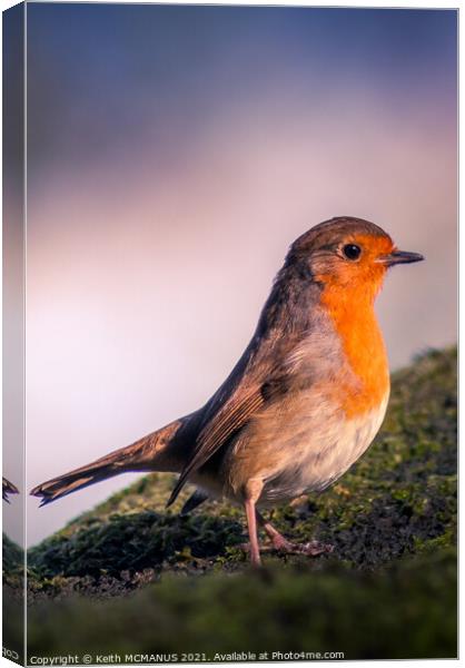 Robin on a tree, early morning Canvas Print by Keith McManus