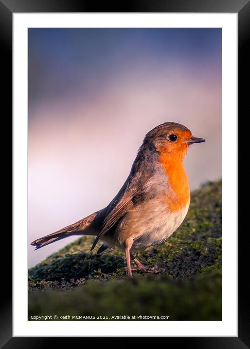 Robin on a tree, early morning Framed Mounted Print by Keith McManus