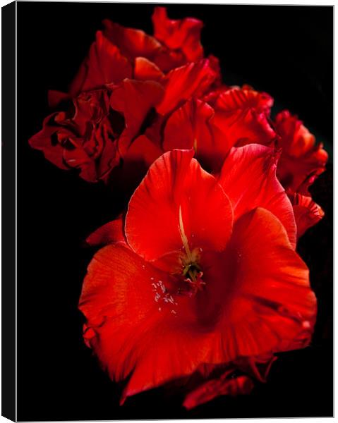 Red Gladioli on Black Canvas Print by Karen Martin