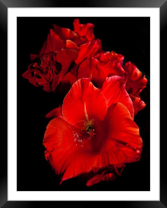 Red Gladioli on Black Framed Mounted Print by Karen Martin