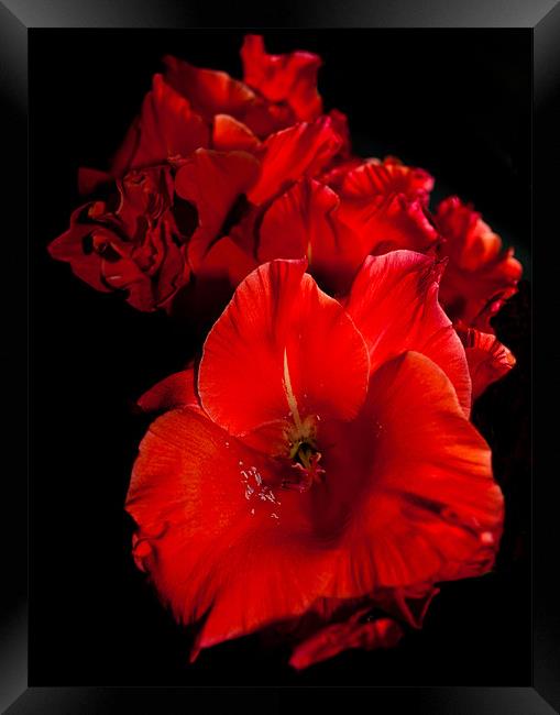Red Gladioli on Black Framed Print by Karen Martin
