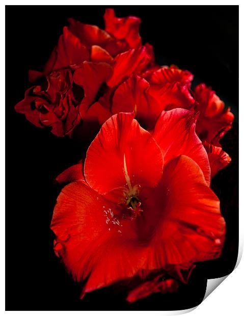Red Gladioli on Black Print by Karen Martin