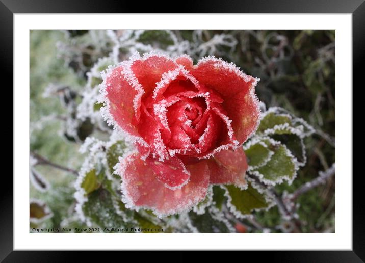 Frosted Rose Framed Mounted Print by Allan Snow