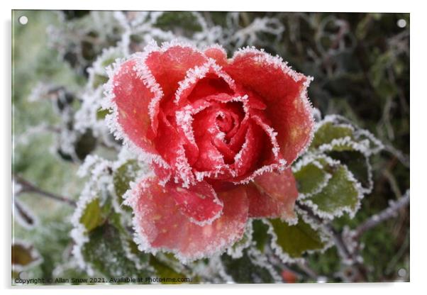 Frosted Rose Acrylic by Allan Snow