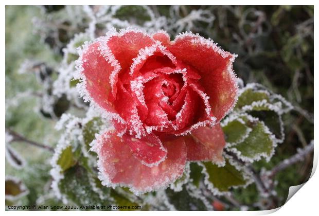 Frosted Rose Print by Allan Snow