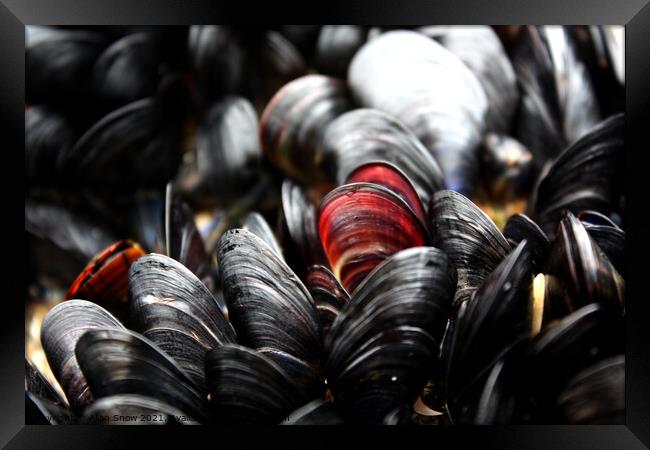 Red and Black Mussels Framed Print by Allan Snow