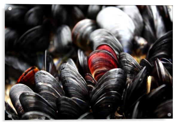 Red and Black Mussels Acrylic by Allan Snow