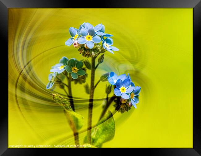  forgetmenot,blue flower,Forget Me Nots, windswept Framed Print by kathy white