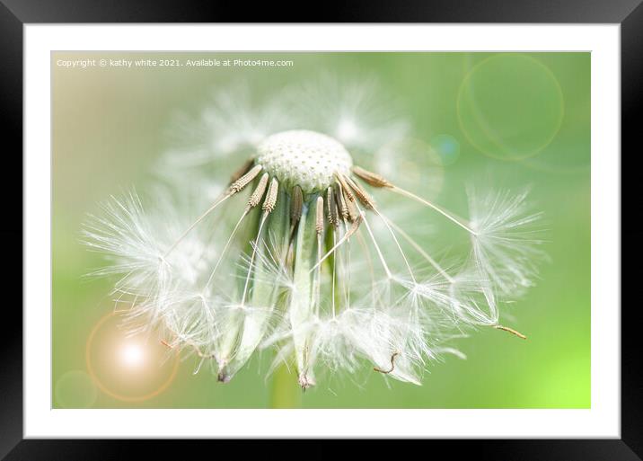 dandelion seed,Flower Photography,floral art Framed Mounted Print by kathy white