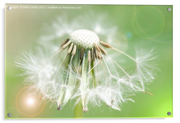 dandelion seed,Flower Photography,floral art Acrylic by kathy white