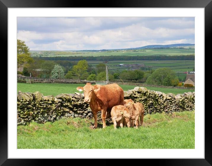 Cow and calves Framed Mounted Print by Roy Hinchliffe