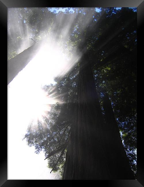 California Coast, Sequoia Sun Framed Print by Jay Huckins