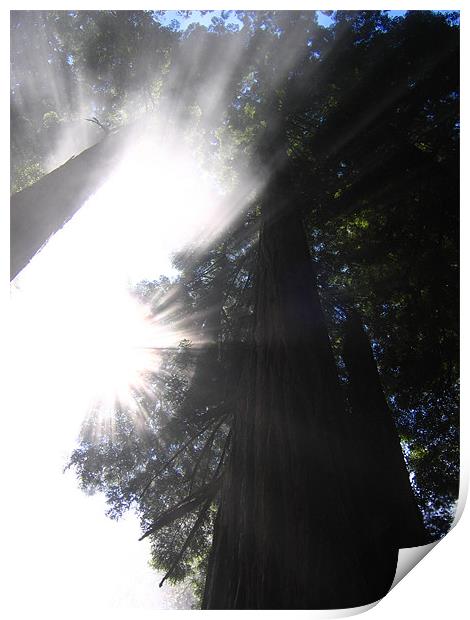 California Coast, Sequoia Sun Print by Jay Huckins
