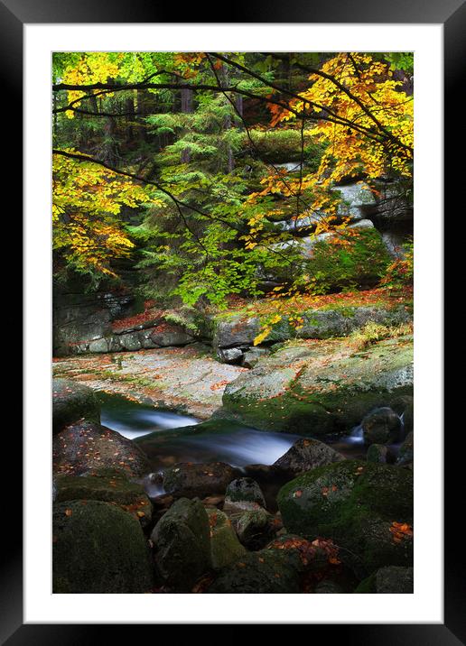 Creek In Autumn Mountain Forest Framed Mounted Print by Artur Bogacki