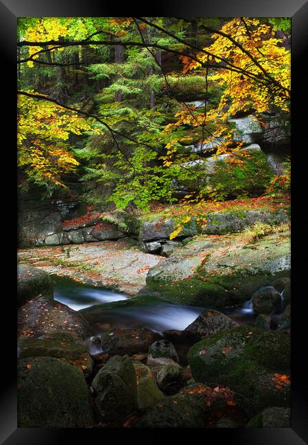 Creek In Autumn Mountain Forest Framed Print by Artur Bogacki