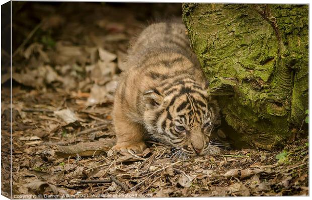 Tiger Cub Canvas Print by Darren Wilkes