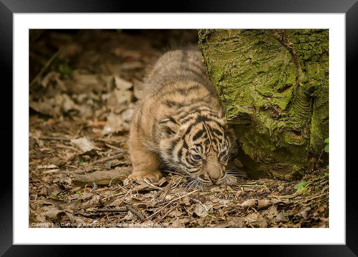 Tiger Cub Framed Mounted Print by Darren Wilkes