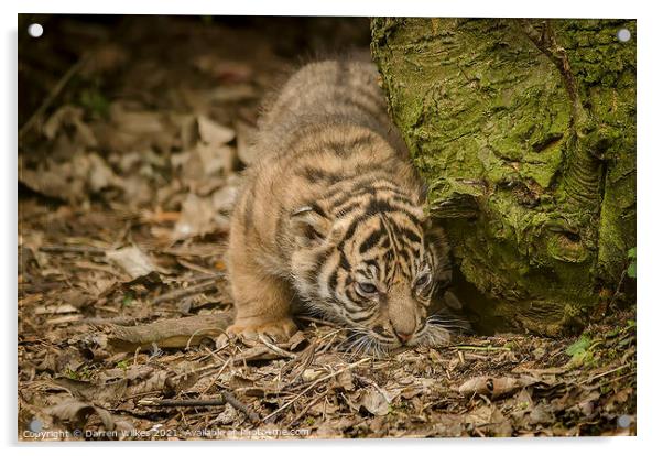 Tiger Cub Acrylic by Darren Wilkes