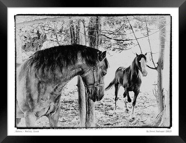 Horses in Field Framed Print by peter tachauer