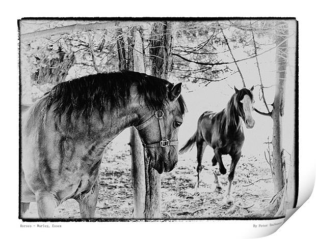 Horses in Field Print by peter tachauer