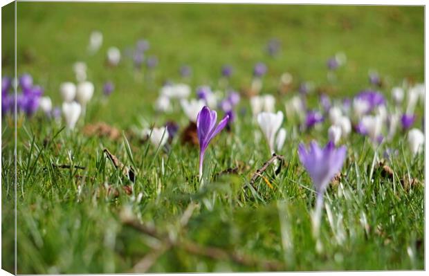 Crocuses flowers opening in the fields Canvas Print by Theo Spanellis
