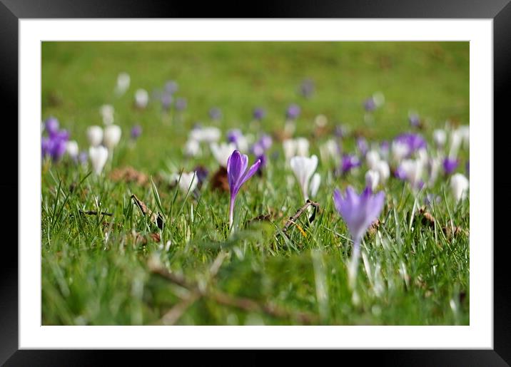 Crocuses flowers opening in the fields Framed Mounted Print by Theo Spanellis