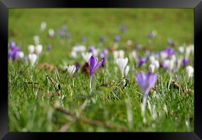 Crocuses flowers opening in the fields Framed Print by Theo Spanellis