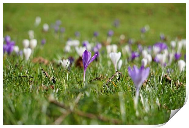 Crocuses flowers opening in the fields Print by Theo Spanellis