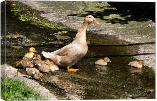 Duck & Ducklings Canvas Print by Tom Holmes