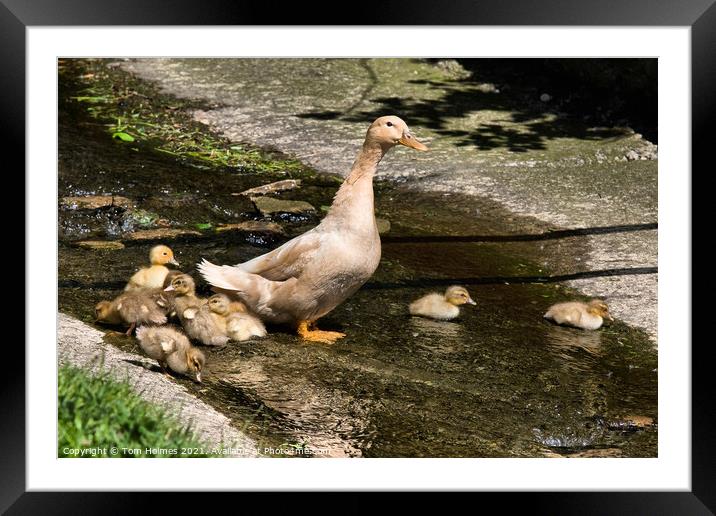 Duck & Ducklings Framed Mounted Print by Tom Holmes