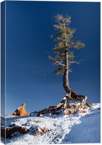 Pine Tree and the Moon, Bryce Canyon Canvas Print by Peter O'Reilly