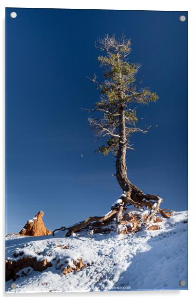 Pine Tree and the Moon, Bryce Canyon Acrylic by Peter O'Reilly