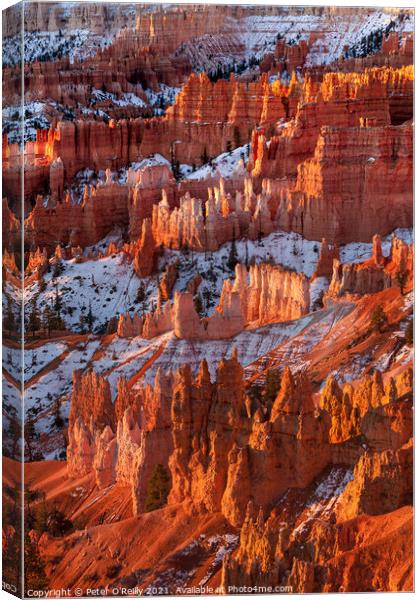 Morning Light, Bryce Canyon Canvas Print by Peter O'Reilly