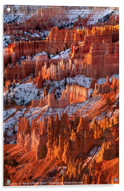 Morning Light, Bryce Canyon Acrylic by Peter O'Reilly