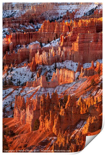 Morning Light, Bryce Canyon Print by Peter O'Reilly