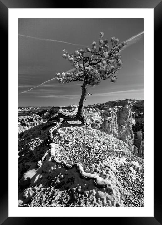 Pine Tree, Bryce Canyon Framed Mounted Print by Peter O'Reilly