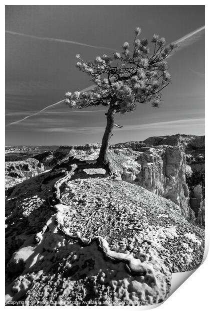 Pine Tree, Bryce Canyon Print by Peter O'Reilly