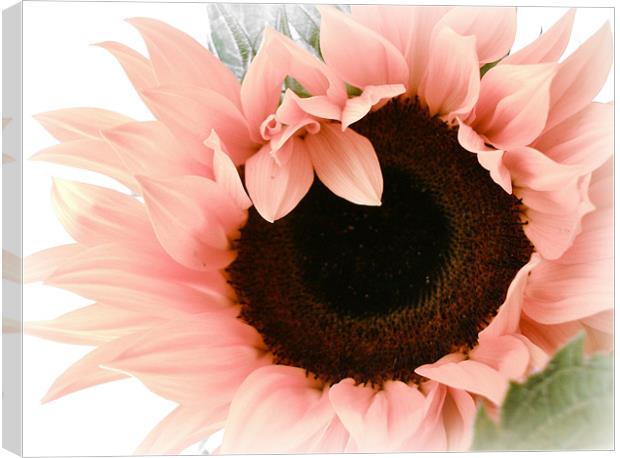 Pink Sunflower - Pretty eyes. Canvas Print by Susie Hawkins