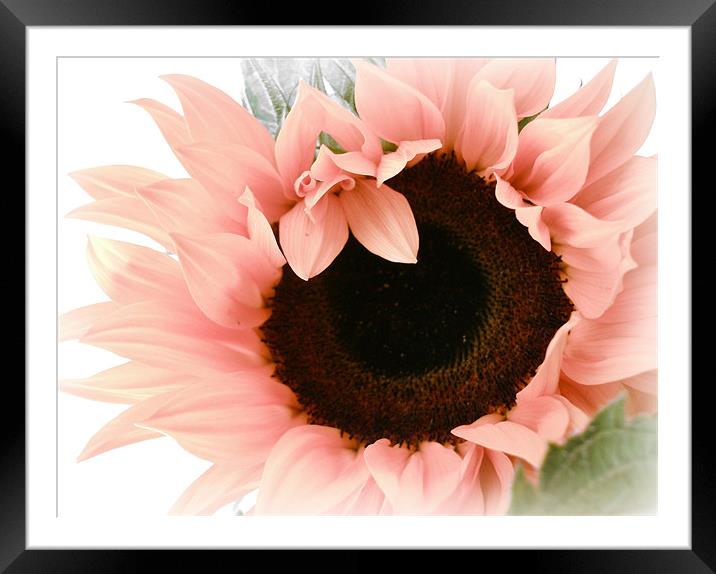 Pink Sunflower - Pretty eyes. Framed Mounted Print by Susie Hawkins