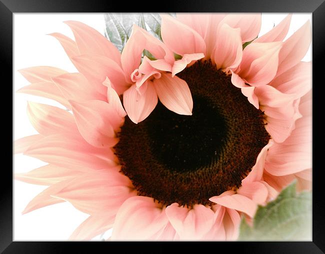 Pink Sunflower - Pretty eyes. Framed Print by Susie Hawkins