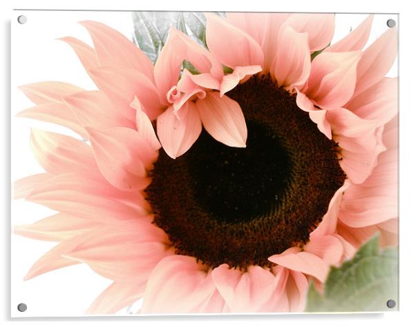 Pink Sunflower - Pretty eyes. Acrylic by Susie Hawkins