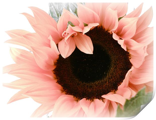 Pink Sunflower - Pretty eyes. Print by Susie Hawkins