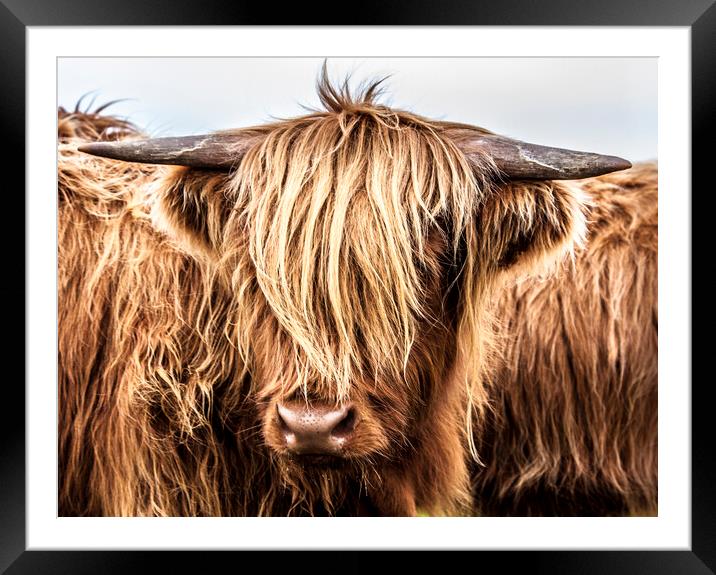 Highland Cow Framed Mounted Print by John Frid