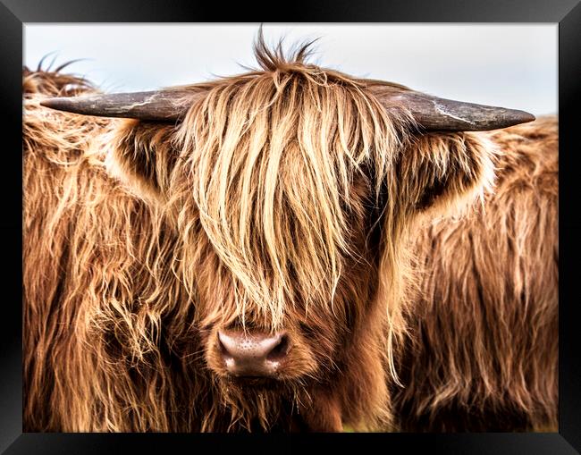 Highland Cow Framed Print by John Frid