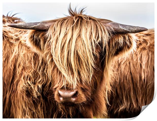 Highland Cow Print by John Frid