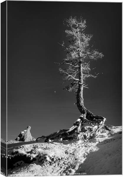 Pine Tree and the Moon, Bryce Canyon Canvas Print by Peter O'Reilly