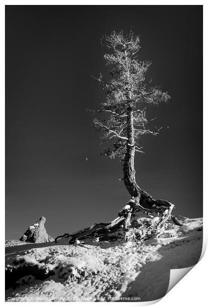 Pine Tree and the Moon, Bryce Canyon Print by Peter O'Reilly