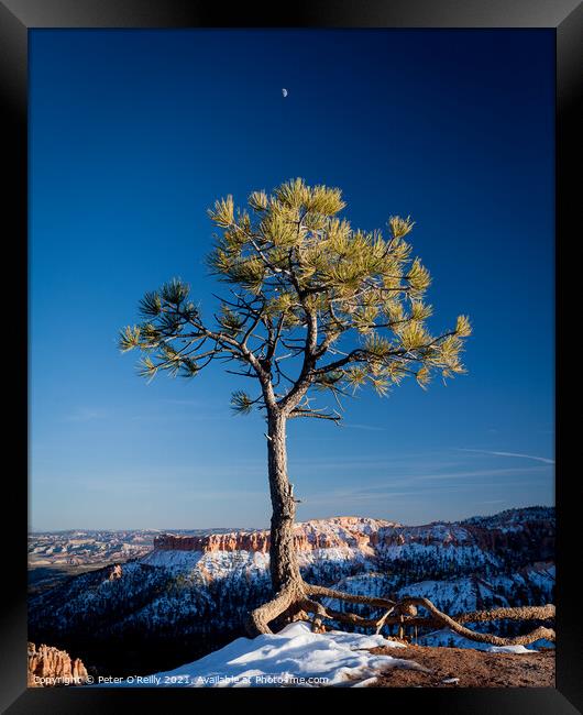 Pine Tree and the Moon, Bryce Canyon Framed Print by Peter O'Reilly